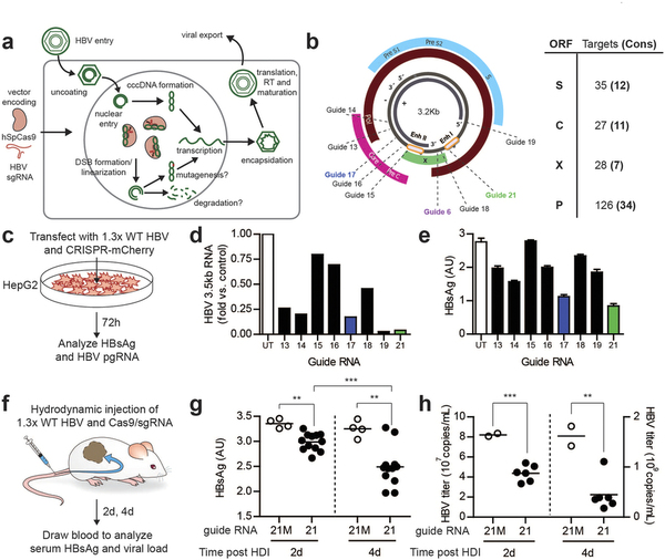 攻克乙肝不是梦，，，，，，，，基因编辑靶向“剪切”乙肝病毒