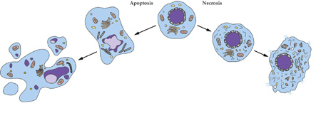 亿万先生mr细胞凋亡检测手艺效劳