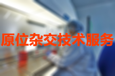 原位杂交手艺效劳