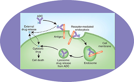 亿万先生mrADC临床前效劳之ADC作用机制