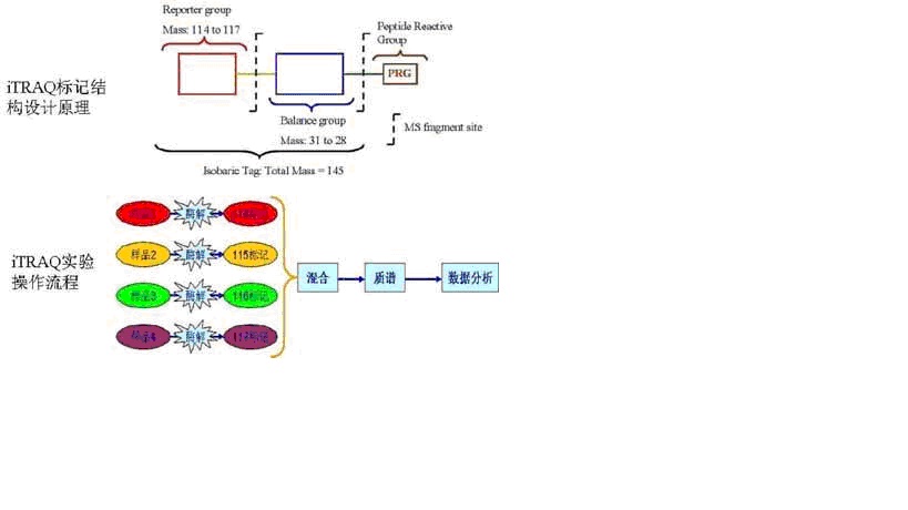 iTRAQ实验手艺效劳