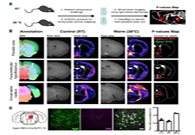 减肥药瞄准新靶点，，，，，强效减肥药即未来袭？？？？？？？？