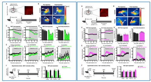 对神经元的激活会镌汰棕色脂肪产能，，，，，，，，镌汰身体活动，，，，，，，，从而抑制能量的消耗；；；；；相反，，，，，，，，抑制神经元会提高能量的消耗。。。。。。