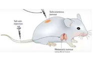 围观:临床前小鼠模子怎样。。。。。。？？？？？？