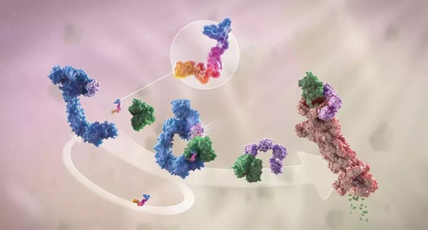 卵白降解剂（多色）连系了1个靶卵白（绿色）和1个E3泛素毗连酶（蓝色），，，，，，，驱动基于卵白酶体（橙色）的靶卵白泛素化（紫色）和降解。。。。。。