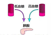 调理血糖稳态，，，，，，，GK负重前行