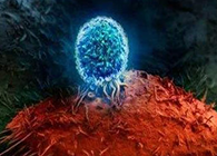 Nature：BATF3改善T细胞影象应答，，，，，有望改善免疫疗法的疗效