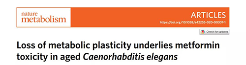 在线虫和人类原代细胞中，，，，，，，，当在其寿命晚期提供二甲双胍时，，，，，，，，二甲双胍会缩短命命，，，，，，，，这与二甲双胍在年轻生物体中的起劲作用相反。。。。。。。。