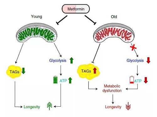 二甲双胍在特定年岁段的代谢作用可能会限制其在未患糖尿病的晚年人身上的治疗益处