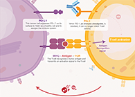 饿了吗？？？？？？？？饿一饿原来可以辅助PD-1抑制剂肿瘤免疫治疗
