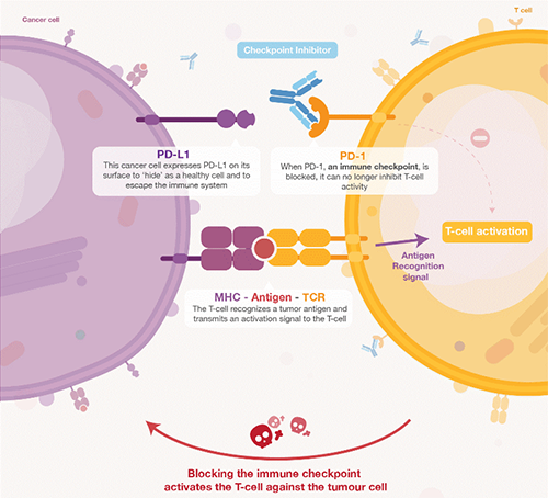 饿了吗？？？？？？饿一饿原来可以辅助PD-1抑制剂肿瘤免疫治疗 