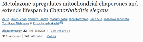 来自日本大阪市立大学的科学家搜索了现有药物的化学“文库”，，，，，，他们发明一种名为美托拉宗的抗高血压药可延伸秀丽隐杆线虫的寿命，，，，，，标记着抗朽迈药物开发的第一步