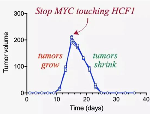 可以“融化”肿瘤的卵白质，，，，，，，，你一定没有听说过！