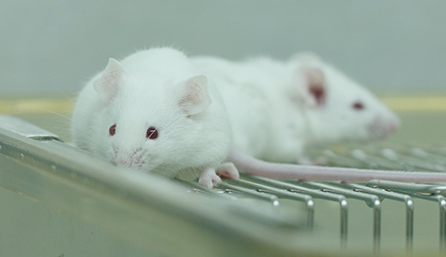 亿万先生mr临床前研究-药效学、药代动力学和临床前研究效劳