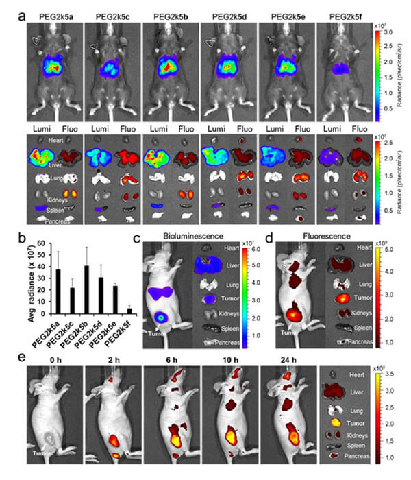 递送和NIR影像，，，，，Luc mRNA; Ⅳ and intra-tumoral.jpg