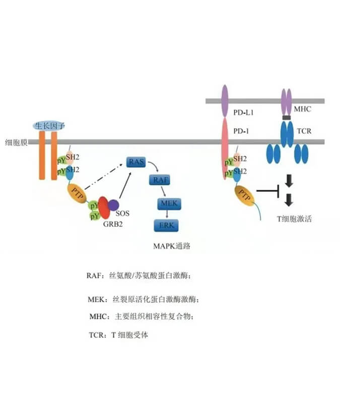 亿万先生mr助力凌达生物SHP2变构抑制剂RG001片获批临床.jpg