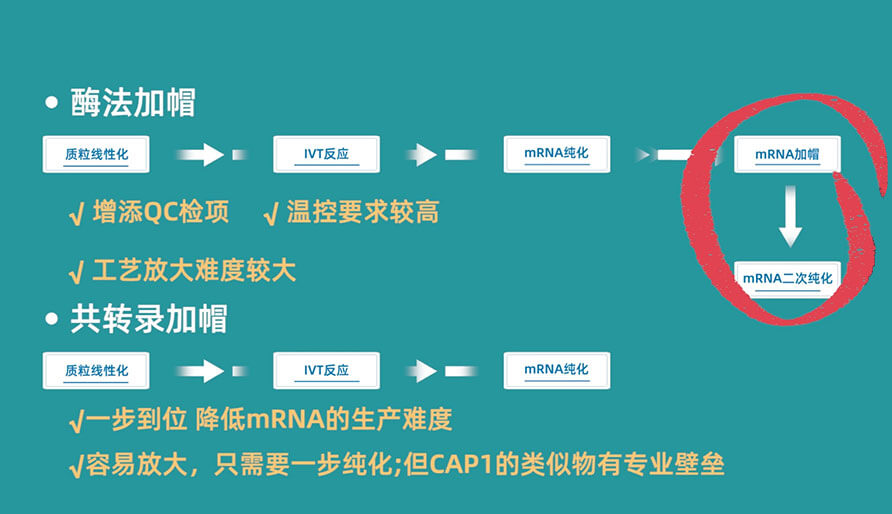 酶法加帽（两步法）和共转录加帽（一步法）的方法比照