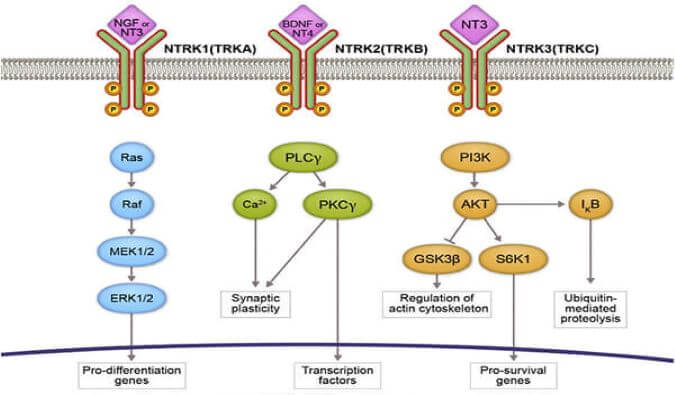 亿万先生mr助力睿跃生物1类新药 TRK降解剂CG001419获批临床.jpg