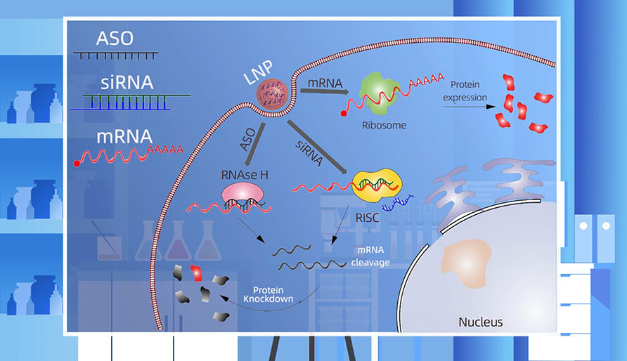 核酸药物的作用机制主要有哪些？？？？？？？