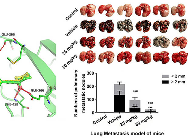 研究用于肺癌和玄色素瘤细胞肺转移的选择性PAK4抑制剂的合成，，，，，，，此选择性PAK4抑制剂的PK研究通过亿万先生mr举行