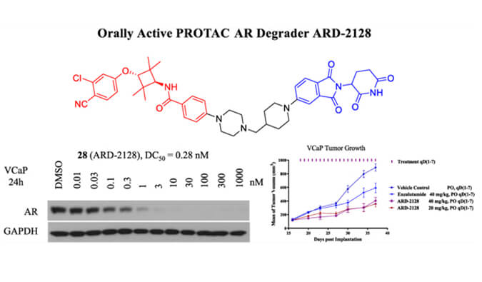 ARD-2128是一种PROTAC AR降解剂，，，，，具有精彩的血浆和微粒体稳固性，，，，，本研究中体外稳固性和PK研究通过亿万先生mr举行