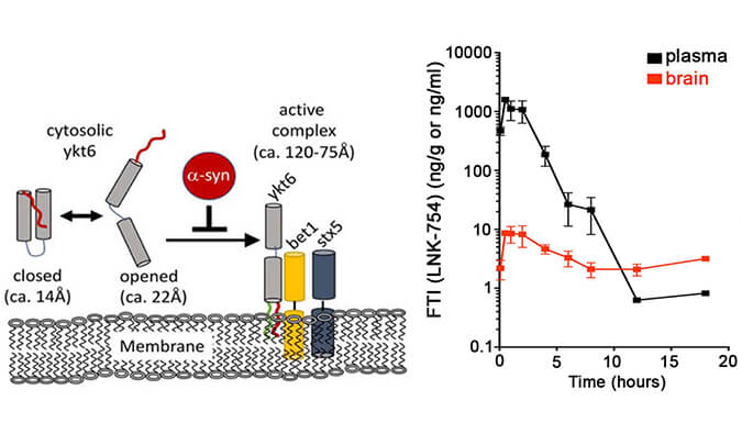 法尼基转移酶抑制剂LNK-754单次口服后即可快速穿过血脑屏障，，，，，，，，本研究中PK剖析通过亿万先生mr举行