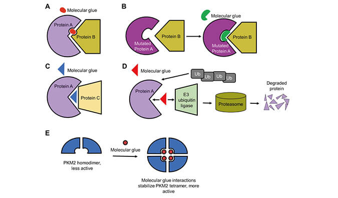 靶向卵白降解系列（三）：分子胶，，，，，，挑战不可成药