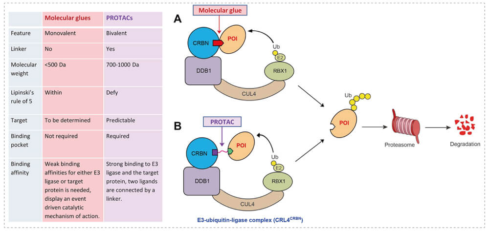3-通过泛素-(Ub)-卵白酶系一切降解目的卵白-(POI)-示意图：分子胶(A)；；；；；；；PROTAC-(B).jpg