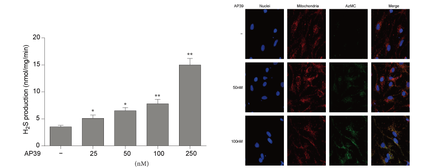 AP39是一种新合成的线粒体靶向的H2S供体，，，，，本研究中AP39通过亿万先生mr设计和合成