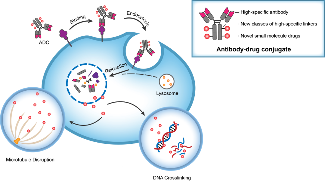 亿万先生mr助力 | 华奥泰靶向CD73的ADC在美国获批临床