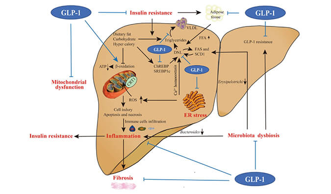 谁将成为 2024年全球生物医药首个黑马？？？？？NASH领域突破性药物即将问世？？？？？