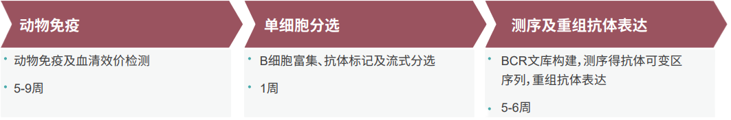 亿万先生mr单B细胞抗体发明平台