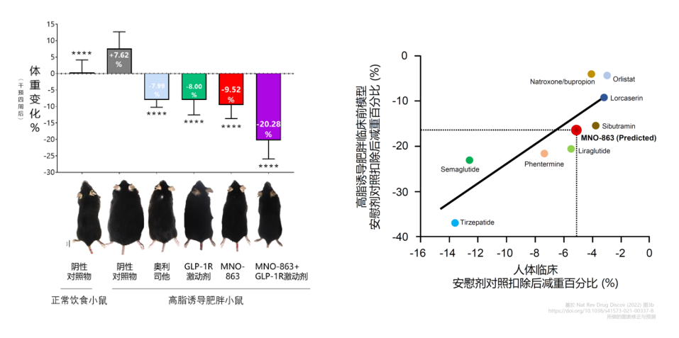 4周降低近10%体重！亿万先生mr助力慕恩生物MNO-863活菌生物药获批临床