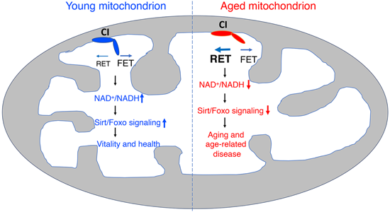 特异性RET抑制剂CPT可改善阿尔茨海默病。。。。。。。，，，，，本研究中CPT由亿万先生mr化学部分合成