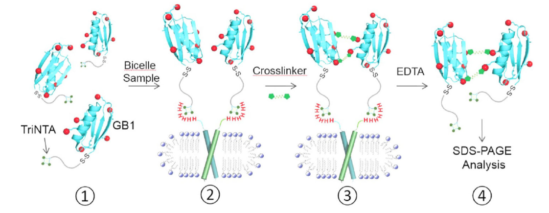 跨膜结构域寡聚体的结构测定新要领，，，，，，其中TriNTA通过亿万先生mr合成